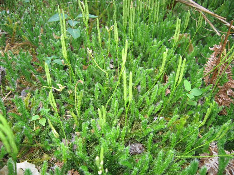 Lycopodium clavatum